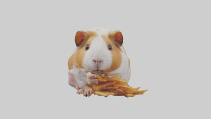 3D model Guinea Pig nibbling model VR / AR / low-poly