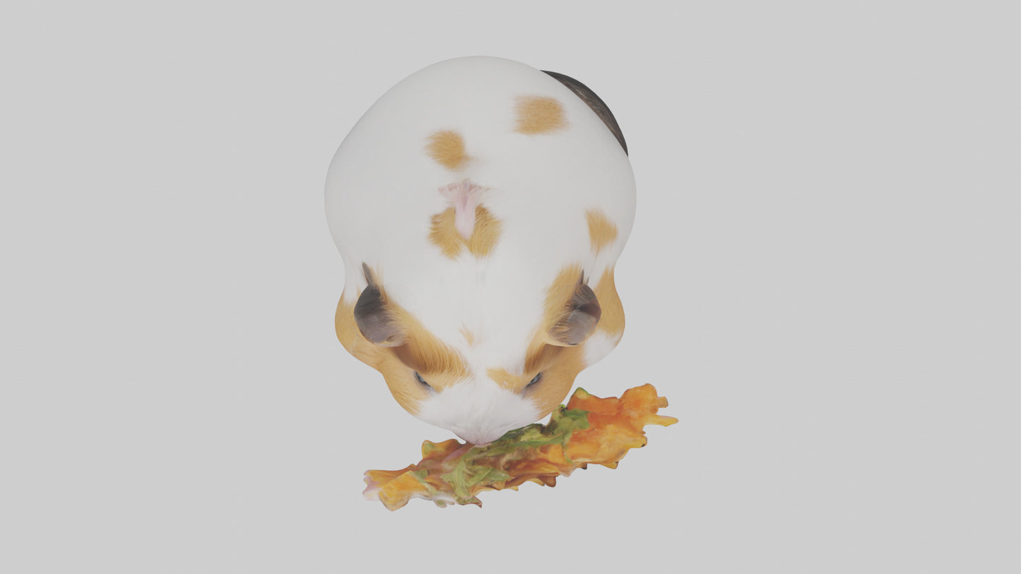 3D model Guinea Pig nibbling model VR / AR / low-poly
