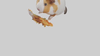 3D model Guinea Pig nibbling model VR / AR / low-poly