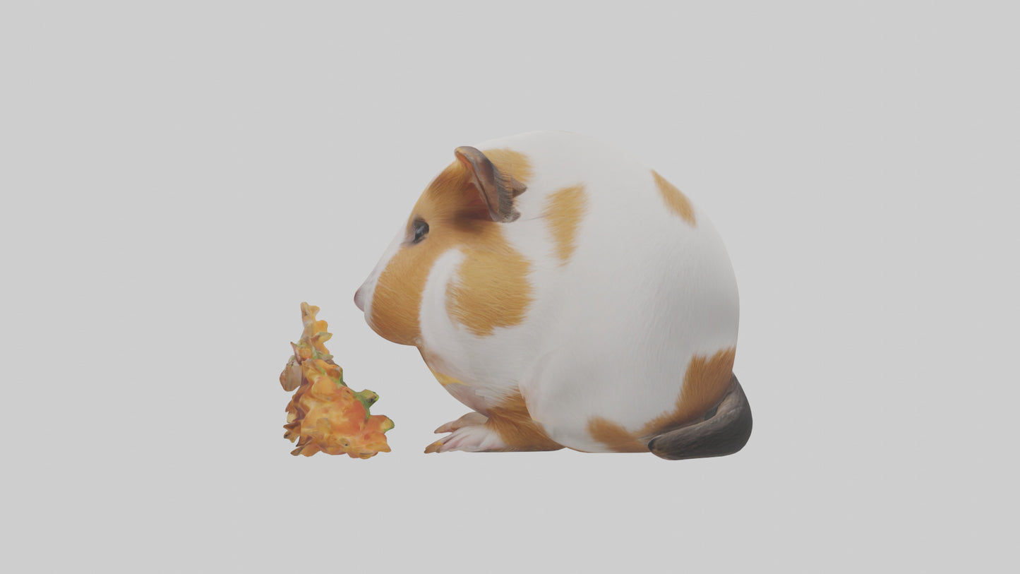 3D model Guinea Pig nibbling model VR / AR / low-poly