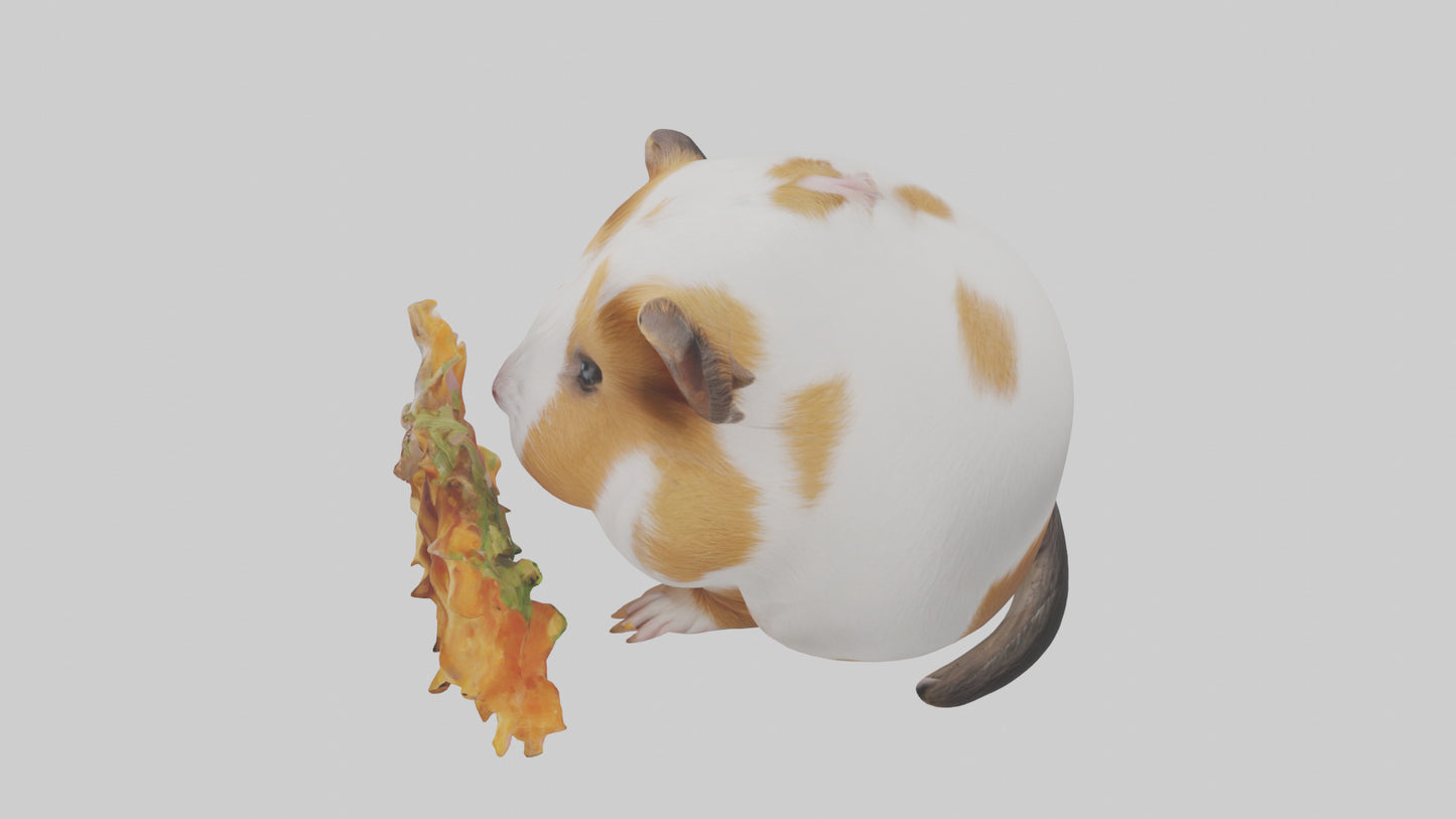 3D model Guinea Pig nibbling model VR / AR / low-poly