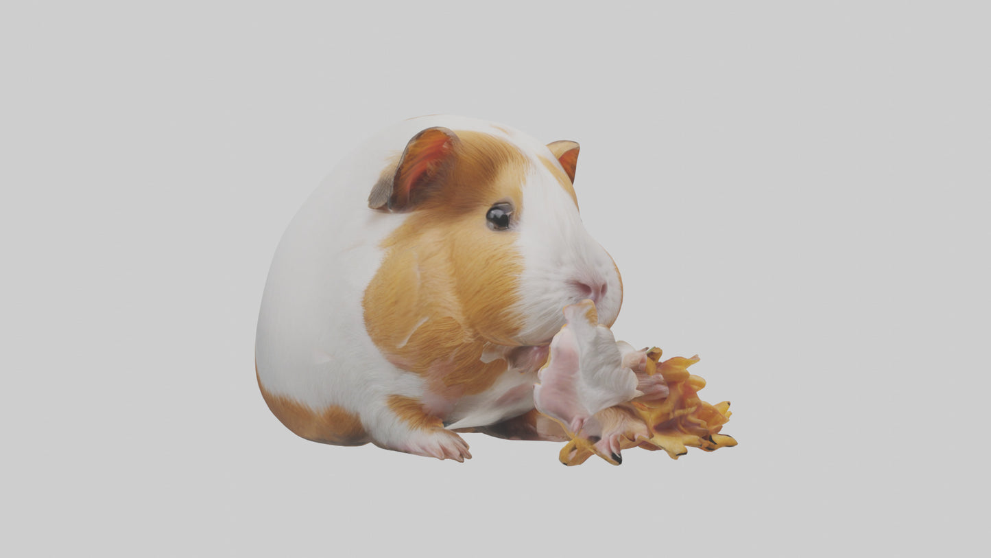 3D model Guinea Pig nibbling model VR / AR / low-poly