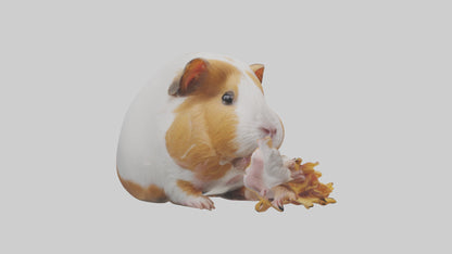 3D model Guinea Pig nibbling model VR / AR / low-poly