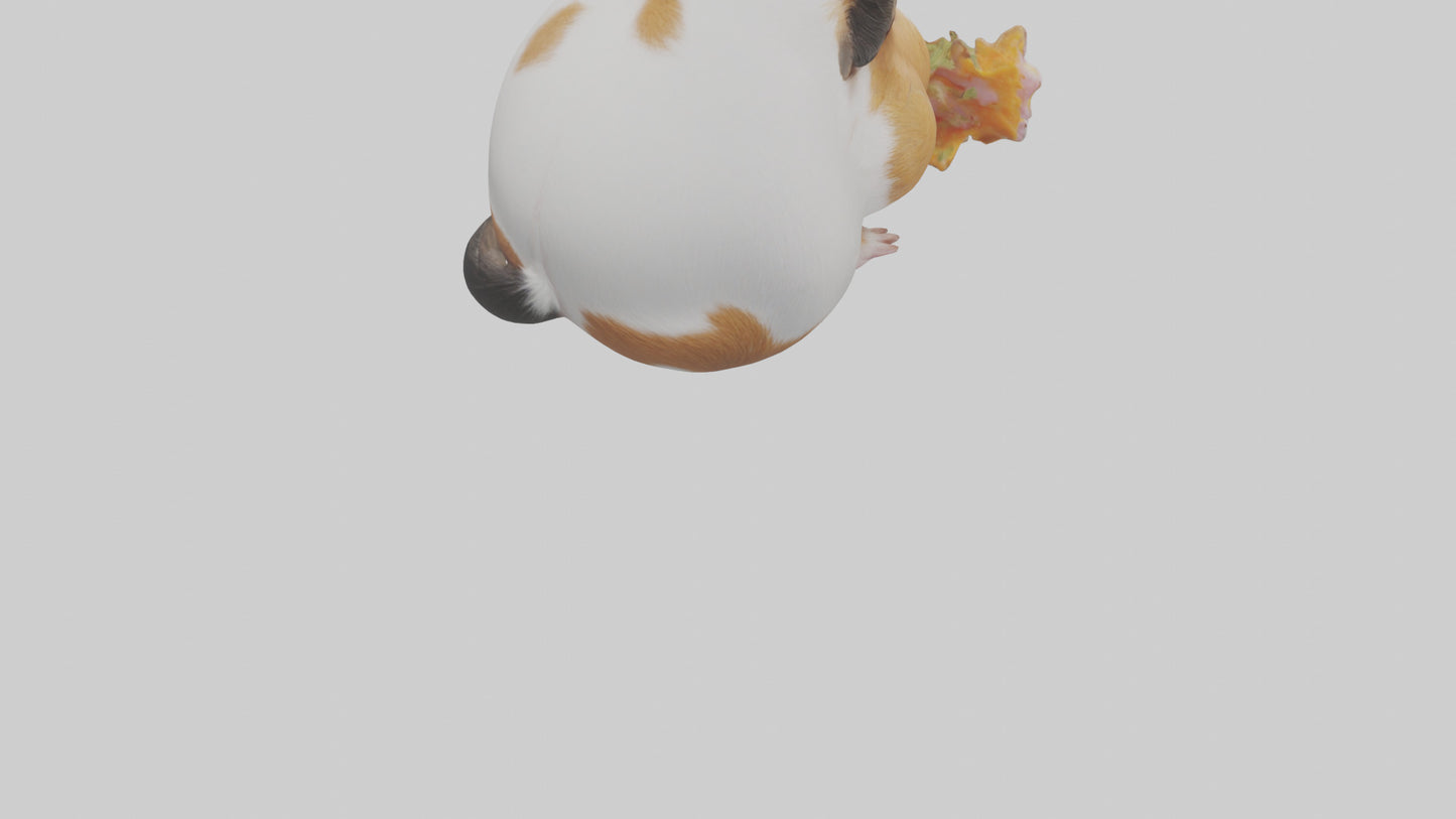 3D model Guinea Pig nibbling model VR / AR / low-poly