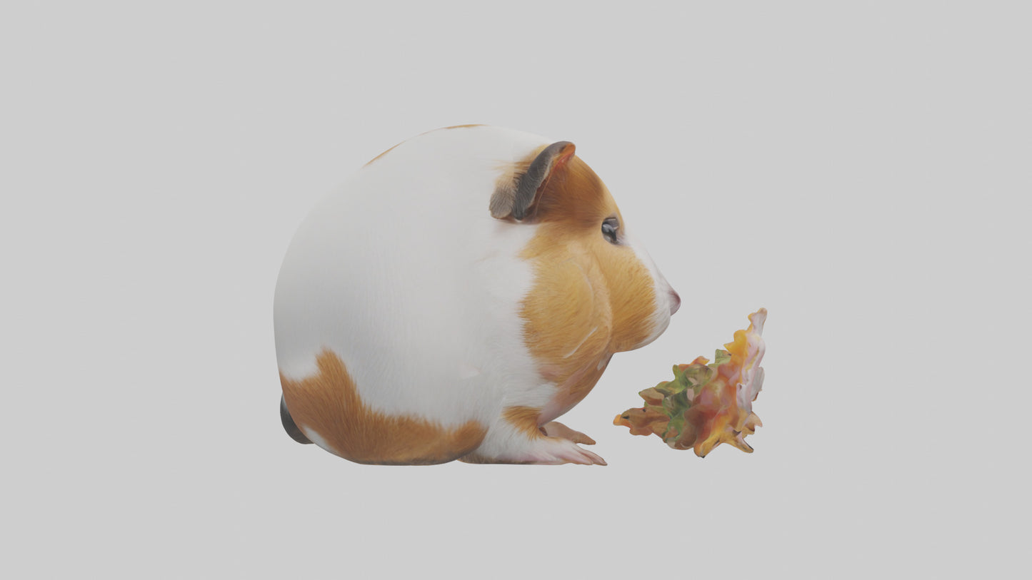 3D model Guinea Pig nibbling model VR / AR / low-poly