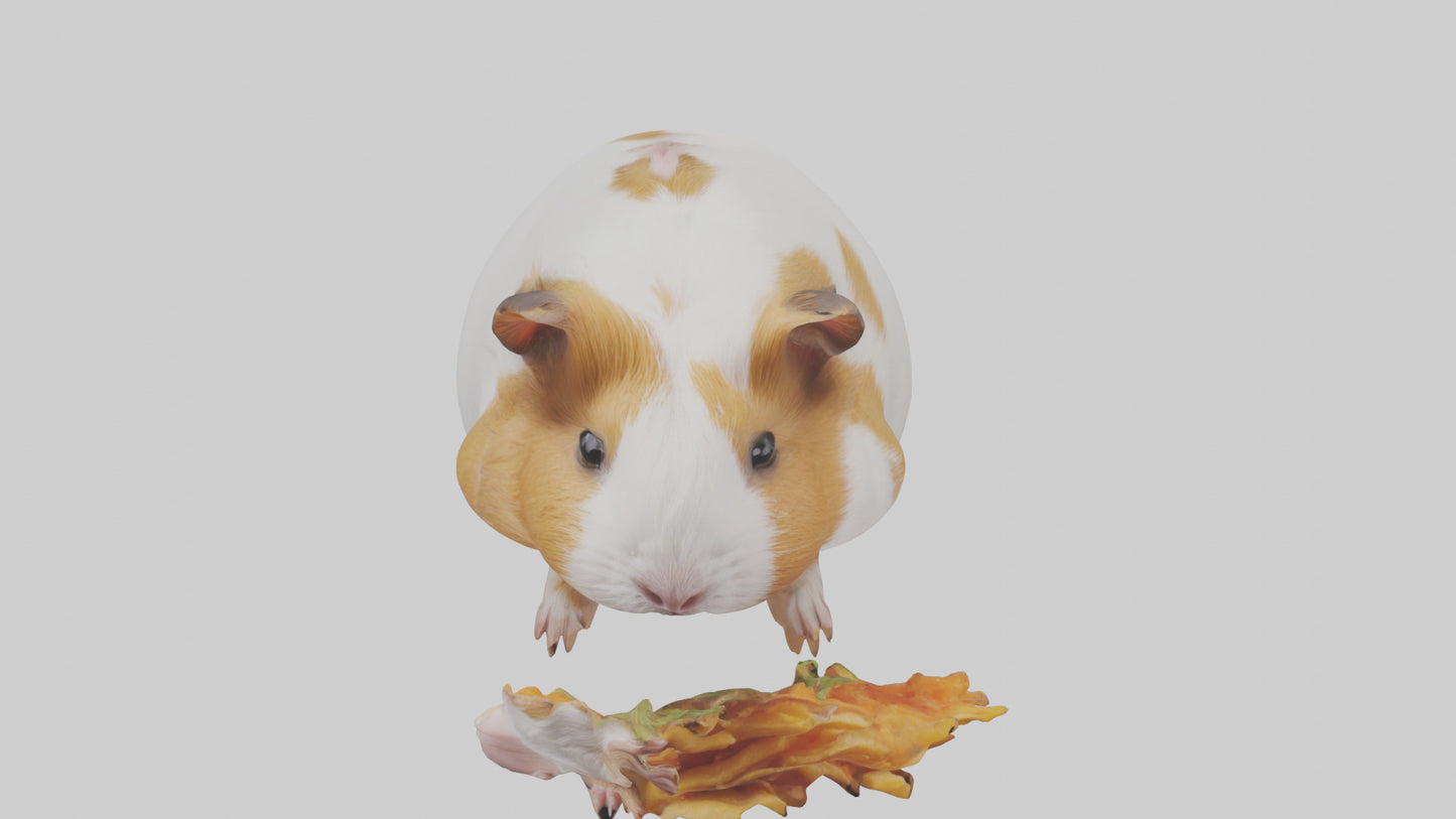 3D model Guinea Pig nibbling model VR / AR / low-poly