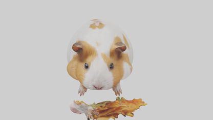 3D model Guinea Pig nibbling model VR / AR / low-poly