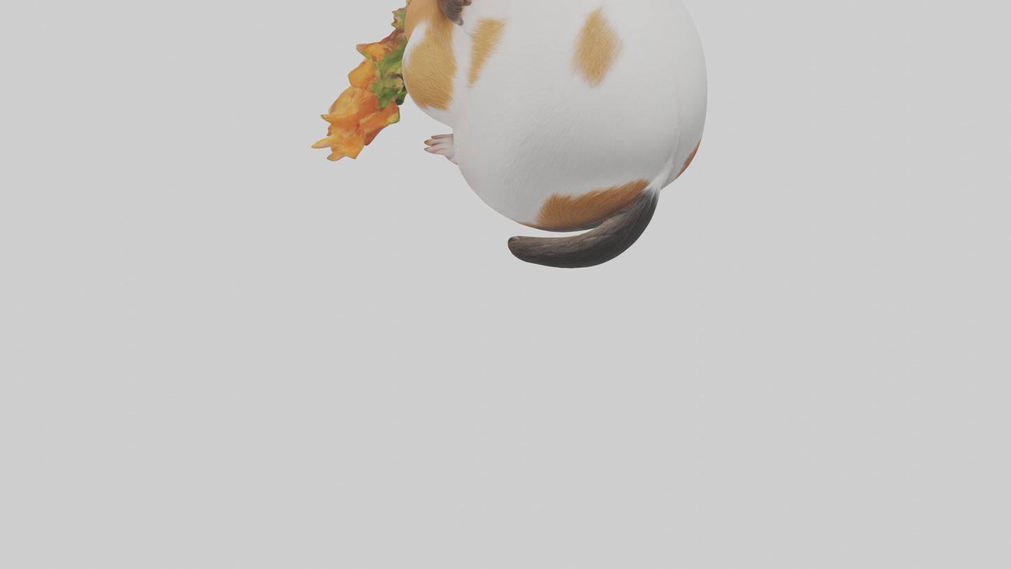 3D model Guinea Pig nibbling model VR / AR / low-poly