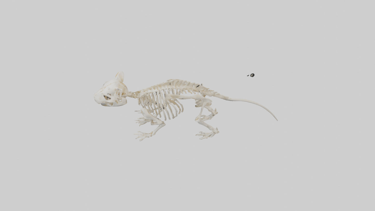 3D model Guinea Pig Skeleton model VR / AR / low-poly