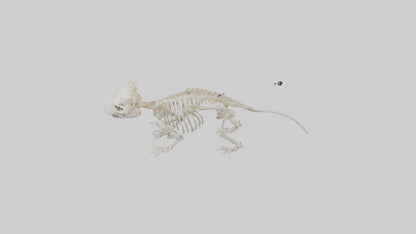 3D model Guinea Pig Skeleton model VR / AR / low-poly