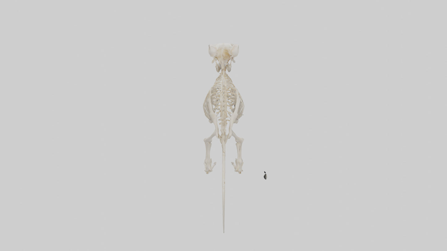 3D model Guinea Pig Skeleton model VR / AR / low-poly