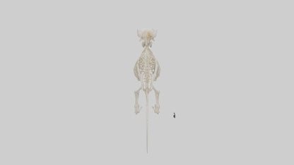 3D model Guinea Pig Skeleton model VR / AR / low-poly