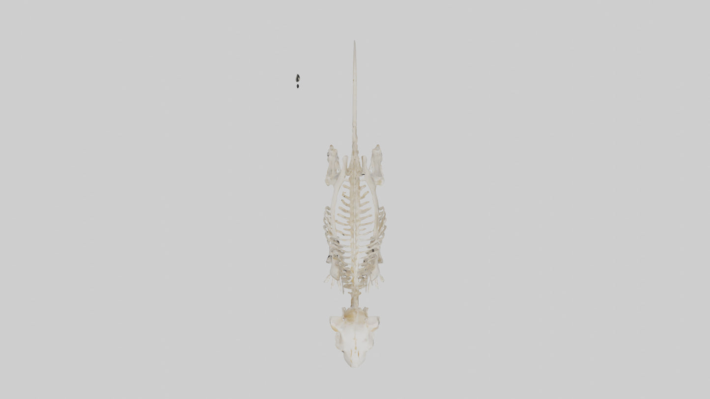 3D model Guinea Pig Skeleton model VR / AR / low-poly