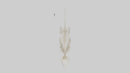 3D model Guinea Pig Skeleton model VR / AR / low-poly