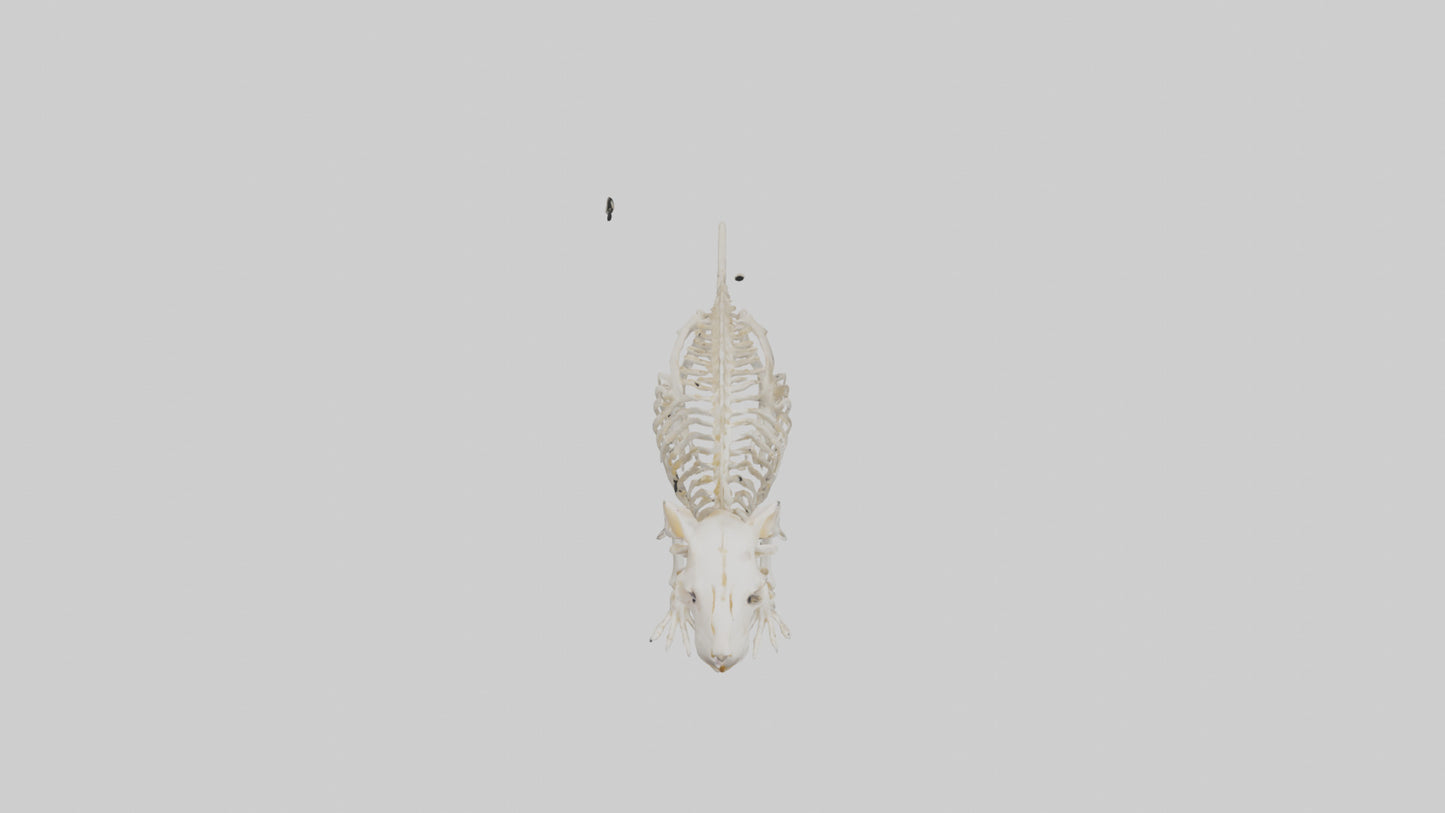 3D model Guinea Pig Skeleton model VR / AR / low-poly