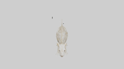 3D model Guinea Pig Skeleton model VR / AR / low-poly