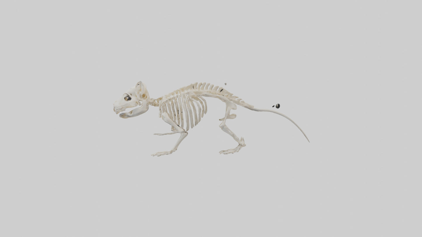 3D model Guinea Pig Skeleton model VR / AR / low-poly
