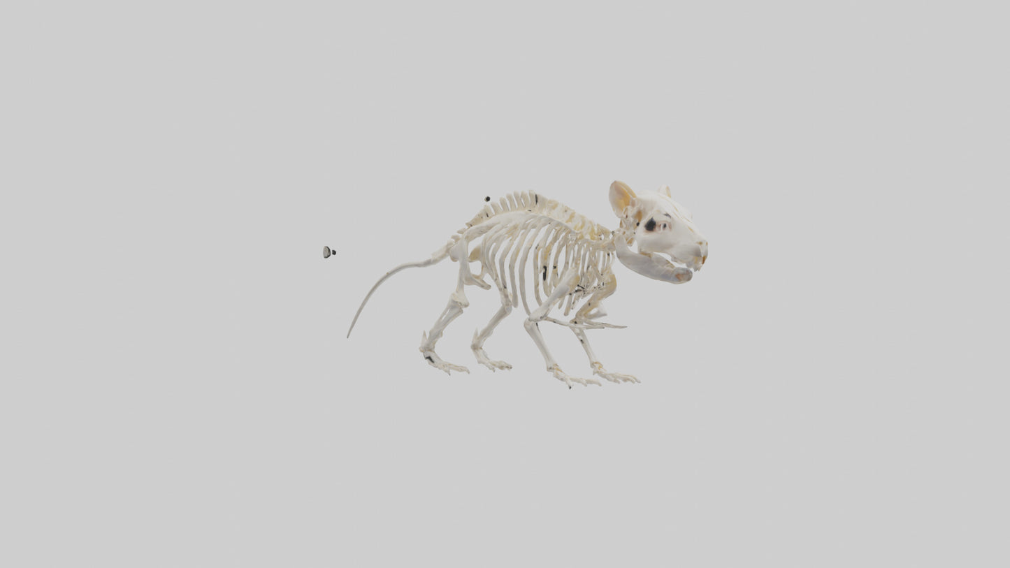 3D model Guinea Pig Skeleton model VR / AR / low-poly