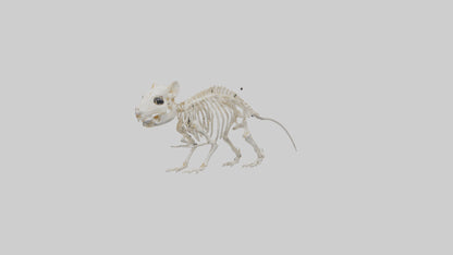 3D model Guinea Pig Skeleton model VR / AR / low-poly