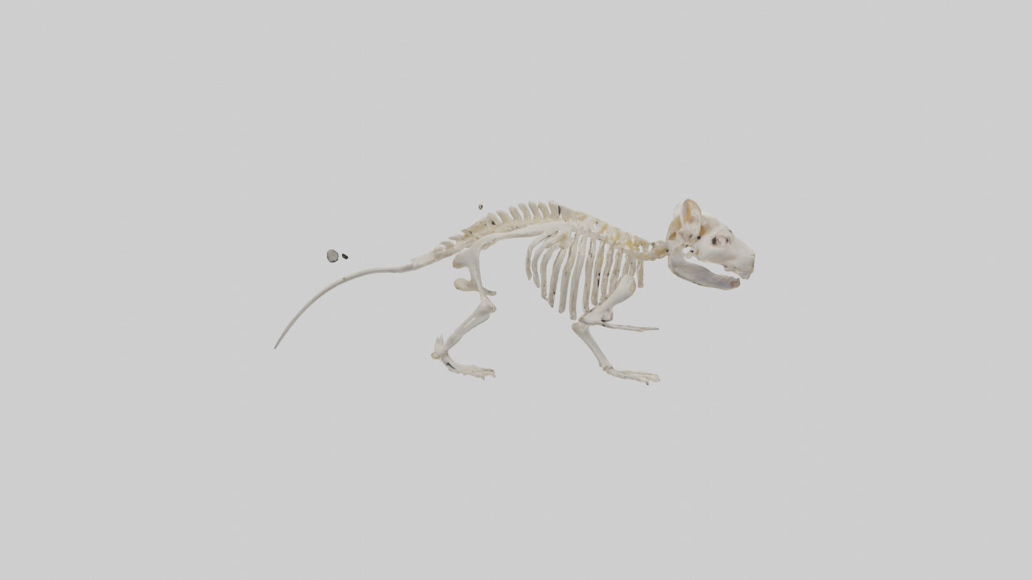 3D model Guinea Pig Skeleton model VR / AR / low-poly