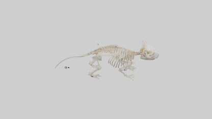 3D model Guinea Pig Skeleton model VR / AR / low-poly