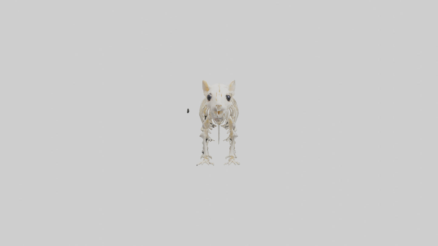 3D model Guinea Pig Skeleton model VR / AR / low-poly