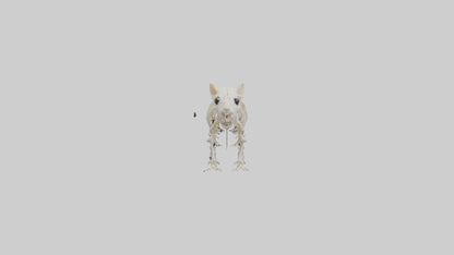 3D model Guinea Pig Skeleton model VR / AR / low-poly
