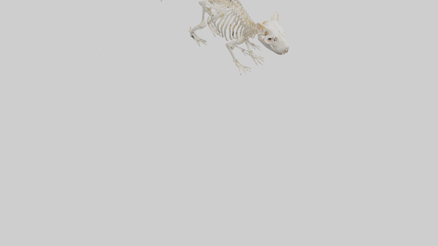 3D model Guinea Pig Skeleton model VR / AR / low-poly