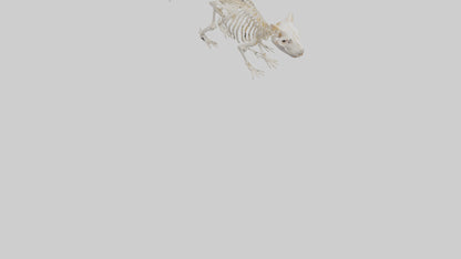 3D model Guinea Pig Skeleton model VR / AR / low-poly