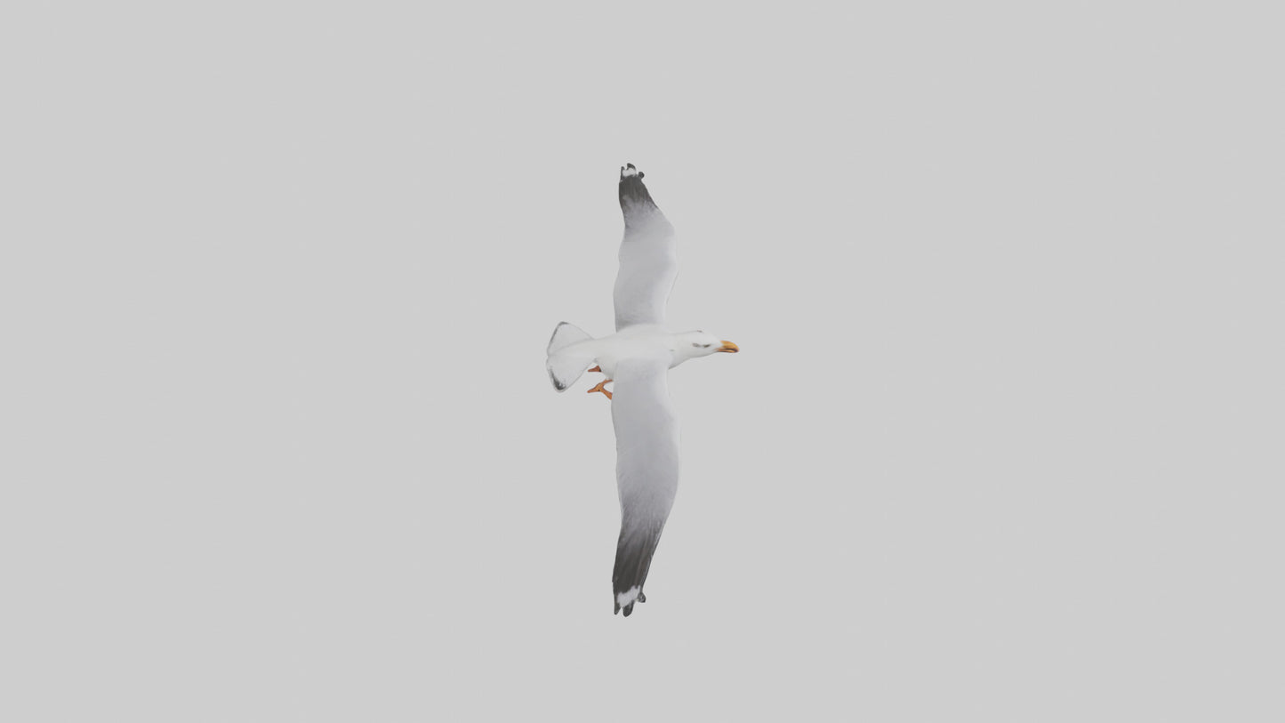 Gull flying model VR / AR / low-poly