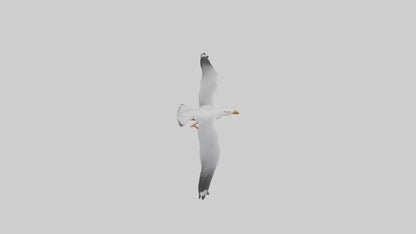 Gull flying model VR / AR / low-poly