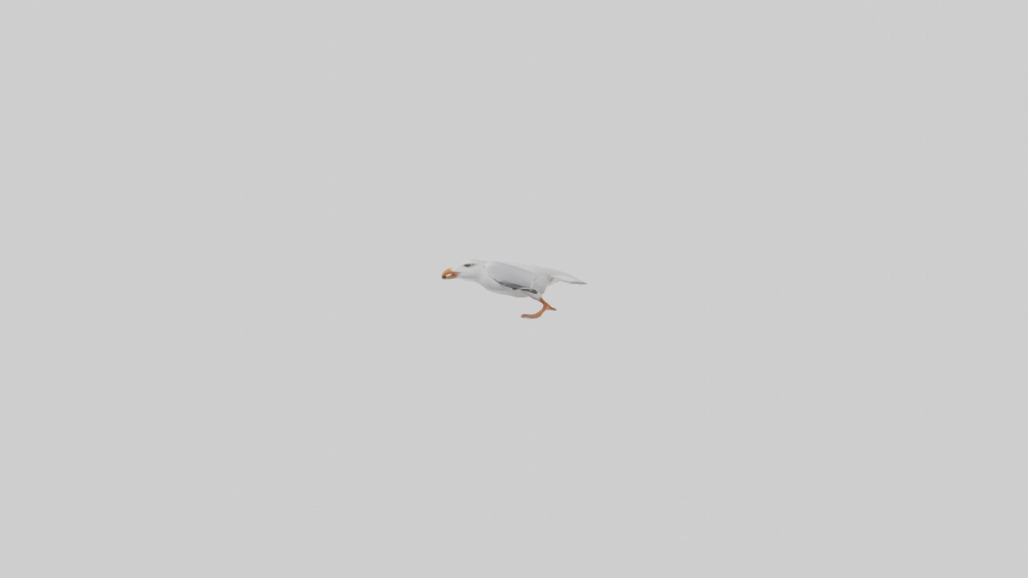 Gull flying model VR / AR / low-poly