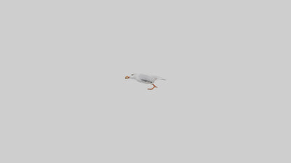Gull flying model VR / AR / low-poly