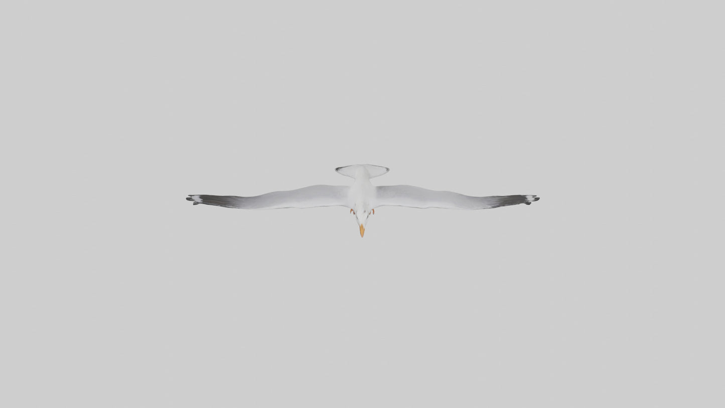 Gull flying model VR / AR / low-poly