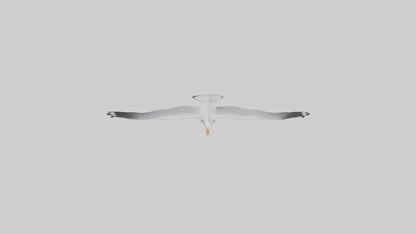 Gull flying model VR / AR / low-poly