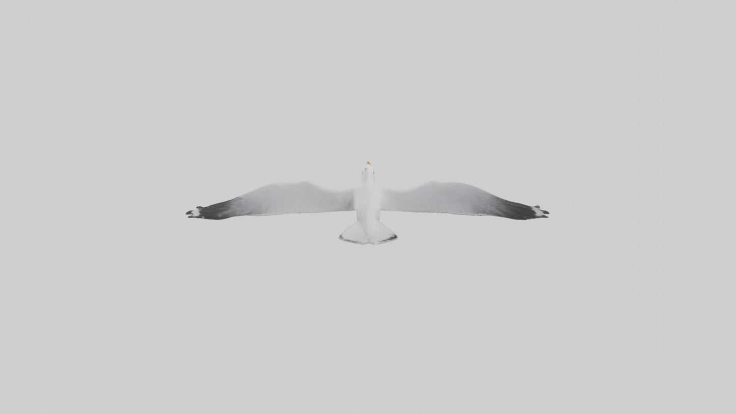 Gull flying model VR / AR / low-poly