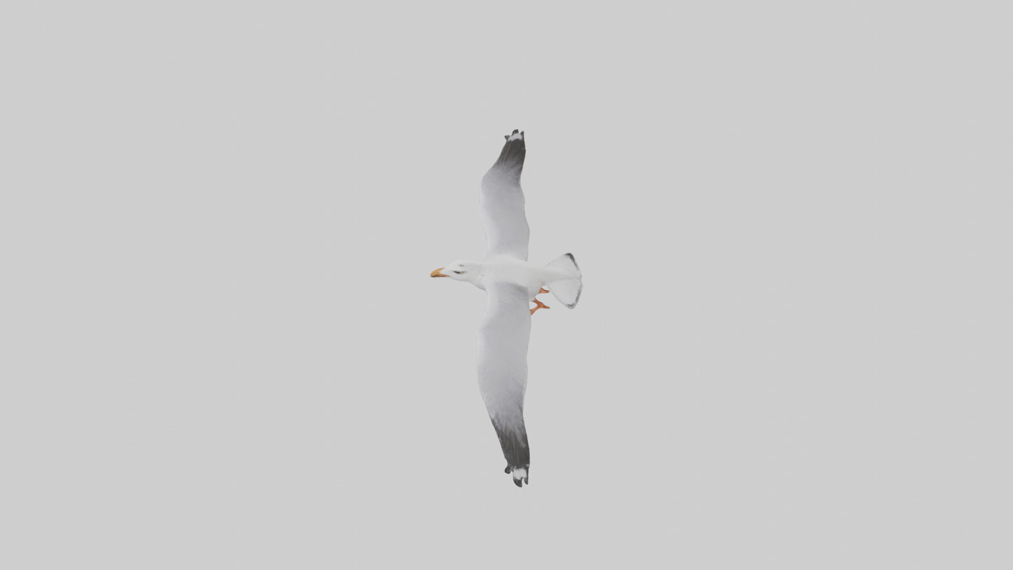 Gull flying model VR / AR / low-poly