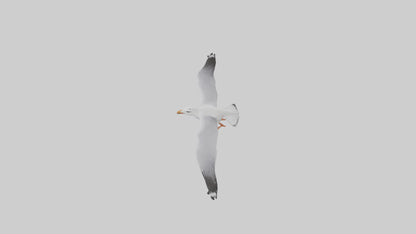 Gull flying model VR / AR / low-poly