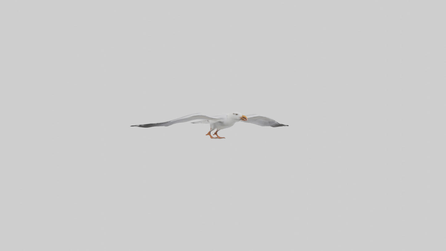 Gull flying model VR / AR / low-poly