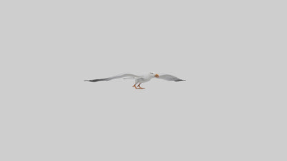 Gull flying model VR / AR / low-poly