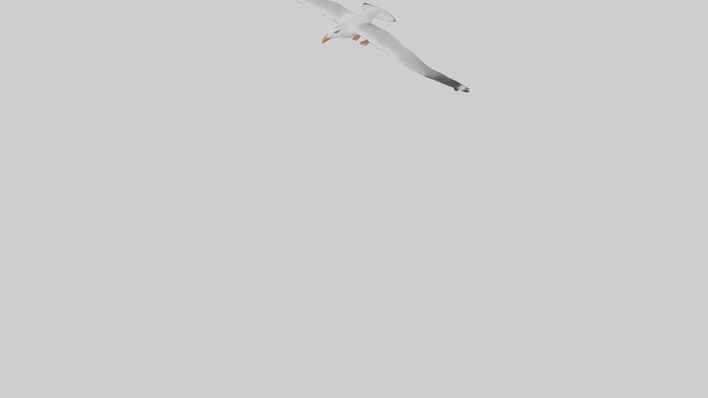 Gull flying model VR / AR / low-poly