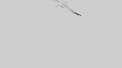Gull flying model VR / AR / low-poly