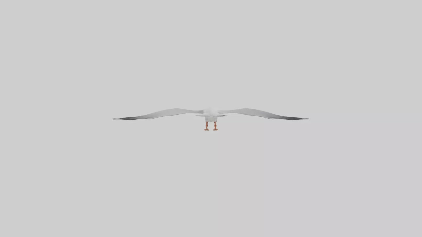 Gull flying model VR / AR / low-poly