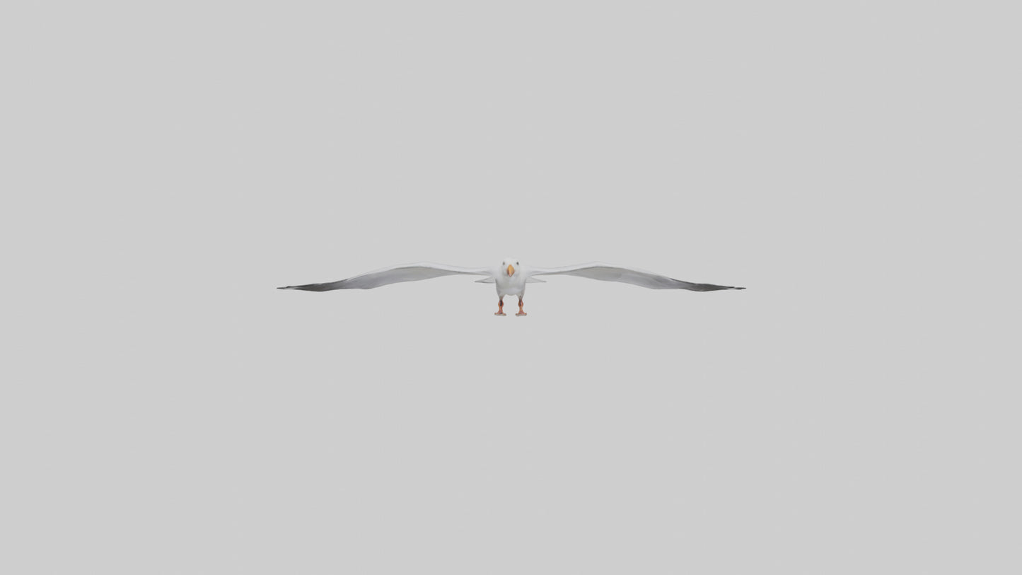 Gull flying model VR / AR / low-poly