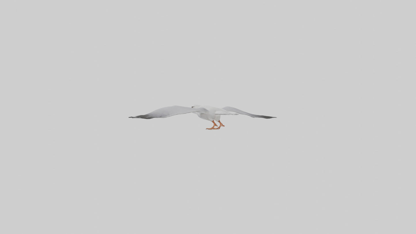 Gull flying model VR / AR / low-poly