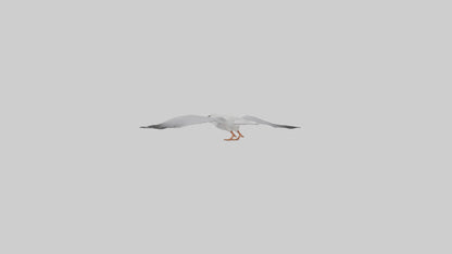 Gull flying model VR / AR / low-poly