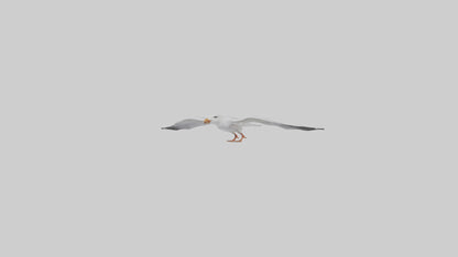 Gull flying model VR / AR / low-poly