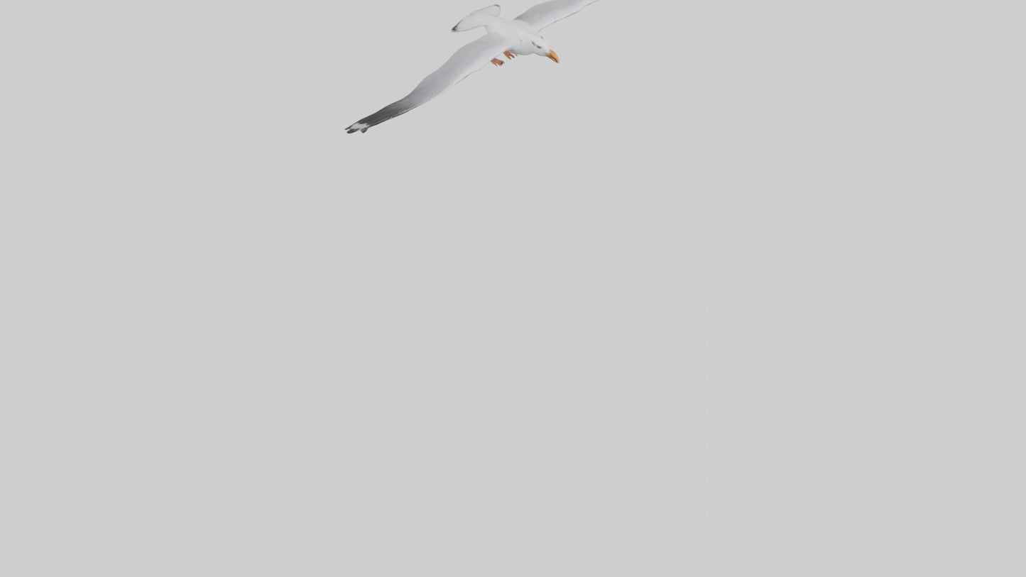 Gull flying model VR / AR / low-poly