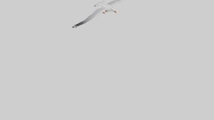 Gull flying model VR / AR / low-poly