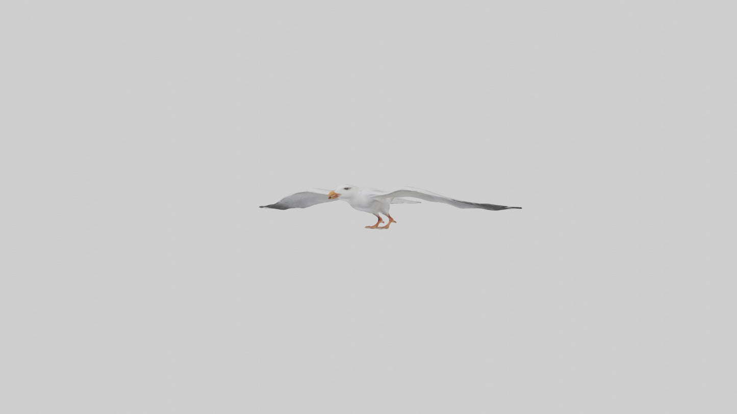 Gull flying model VR / AR / low-poly